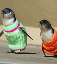 penguins-in-sweaters-sm